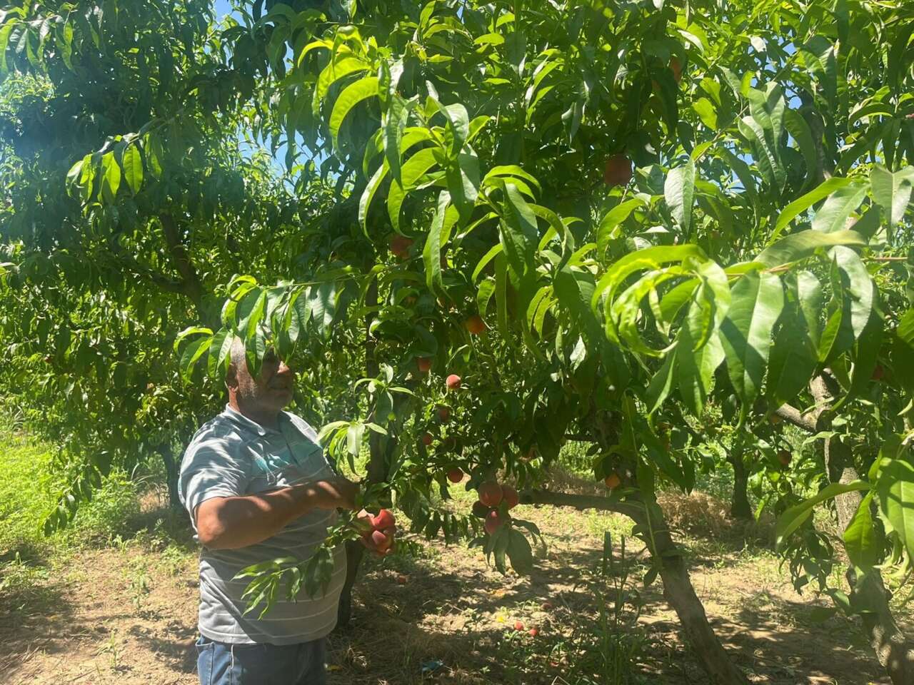 Üreticisi bu yıl bayram yapıyor! Bir ağaçta 70 kilo şeftali var 11